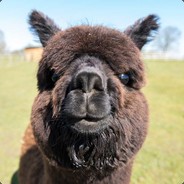 Black Alpaca