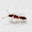 Ant