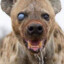 Certified Hyena