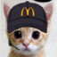 gato de bosta