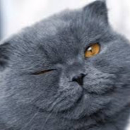 القط الرمادي
