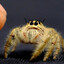 Garry The Marvelous Spider