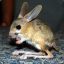 TheGreatJerboa