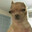 Ayo Dog