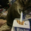 Smoking Cat.