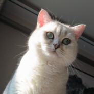 b站事无巨细的天然