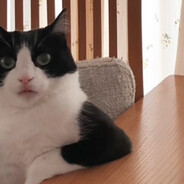 Nev - steam id 76561198064309992