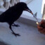 crow