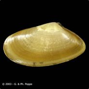 Coquina In The Night