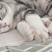 爱吃榴莲的博博