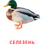 Селезень