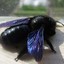 Black Bee