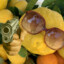 Mlemonester