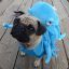 octopug