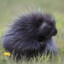 porcupine