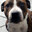 SR.Dog