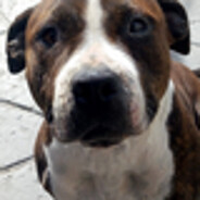SR.Dog