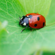 red back beetle