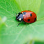 red back beetle