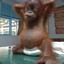 sexy monkey