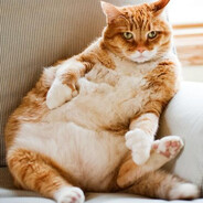 Толстый котик