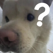 芋圆葡萄天下第一