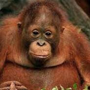 Barbar's rubrædsmader