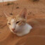 Sand cat