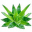 aloelevera