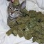 A Weed Cat