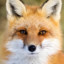 Desert Fox ( slava ukraini )