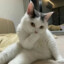 Small Silvery Cat