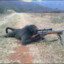 monkey sniper