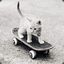 SkatterKitty