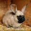 KROPS