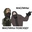 PAST лови маслину