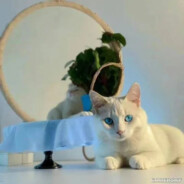 说话吊吊，鸡鸡小小