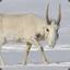 Arctic Antelope