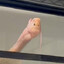 The Creature Appears