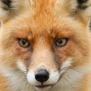 Olofmeister's Steam avatar
