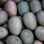 Duck Eggs