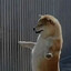 partyrockingdogger