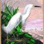 Snowy Egret