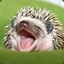 slothy hedghehog