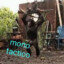 Macaquinho tactico
