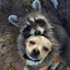 El Racoon