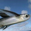 Flying_Fisch