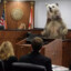 Ursine Testimony