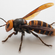 Asian Giant Hornet