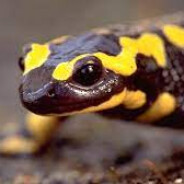 salamandra